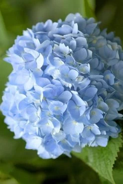 Penny Mac Hydrangea - 2 Gallon Pot -SHRUBS and BUSHES Store hydrangea macrophylla penny mac 21 2