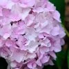Penny Mac Hydrangea - 3 Gallon Pot 1 Penny Mac Hydrangea - 3 Gallon Pot -SHRUBS and BUSHES Store hydrangea macrophylla penny mac 22