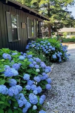 Penny Mac Hydrangea - 1 Gallon Pot 11 Penny Mac Hydrangea - 1 Gallon Pot -SHRUBS and BUSHES Store hydrangea macrophylla penny mac 23 1