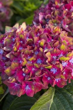Pistachio Hydrangea - 5 Gallon Pot 15 Pistachio Hydrangea - 5 Gallon Pot -SHRUBS and BUSHES Store hydrangea macrophylla pistachio 2 1