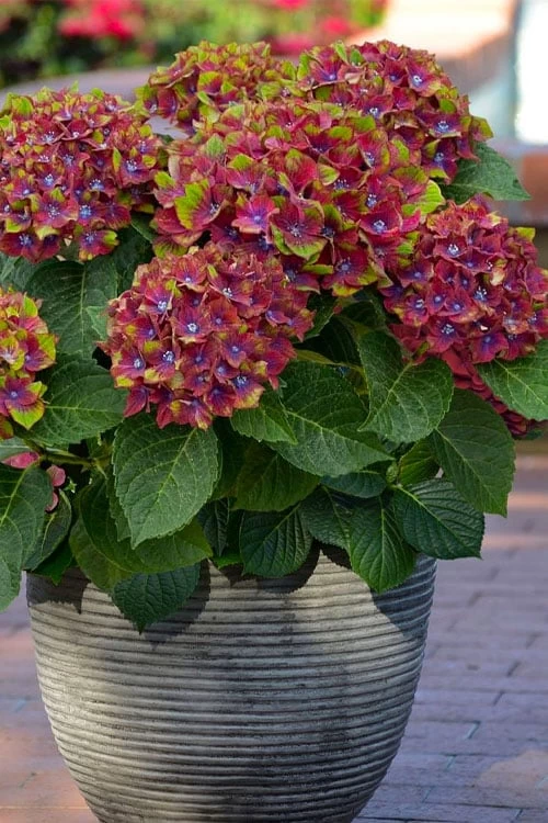 Pistachio Hydrangea - 5 Gallon Pot 3 Pistachio Hydrangea - 5 Gallon Pot
