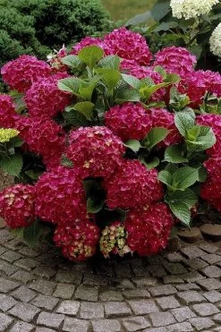 Red Sensation Hydrangea - 3 Gallon Pot 12 Red Sensation Hydrangea - 3 Gallon Pot -SHRUBS and BUSHES Store hydrangea macrophylla red sensation 2