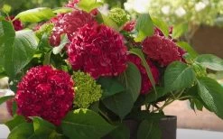 Red Sensation Hydrangea - 3 Gallon Pot 14 Red Sensation Hydrangea - 3 Gallon Pot -SHRUBS and BUSHES Store hydrangea macrophylla red sensation 6