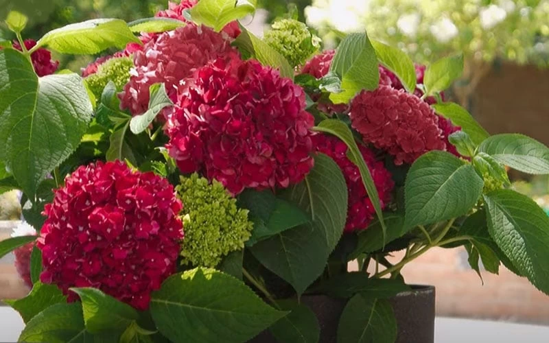 Red Sensation Hydrangea - 3 Gallon Pot 8 Red Sensation Hydrangea - 3 Gallon Pot - Image 6