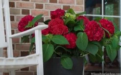 Red Sensation Hydrangea - 3 Gallon Pot 13 Red Sensation Hydrangea - 3 Gallon Pot -SHRUBS and BUSHES Store hydrangea macrophylla red sensation 7