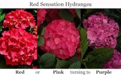 Red Sensation Hydrangea - 3 Gallon Pot 15 Red Sensation Hydrangea - 3 Gallon Pot -SHRUBS and BUSHES Store hydrangea macrophylla red sensation 8