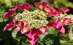 Teller Red Hydrangea - 1 Gallon Pot -SHRUBS and BUSHES Store hydrangea macrophylla teller red 3