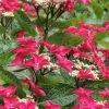 Teller Red Hydrangea - 1 Gallon Pot -SHRUBS and BUSHES Store hydrangea macrophylla tellers red 5