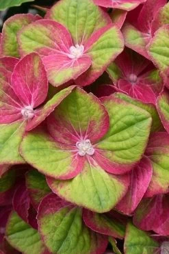 Tilt-A-Swirl Hydrangea - 3 Gallon Pot - SALE 17 Tilt-A-Swirl Hydrangea - 3 Gallon Pot - SALE -SHRUBS and BUSHES Store hydrangea macrophylla tilt a swirl 4 1