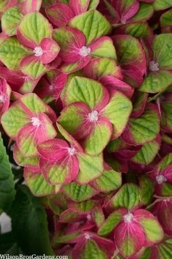 Tilt-A-Swirl Hydrangea - 3 Gallon Pot - SALE 13 Tilt-A-Swirl Hydrangea - 3 Gallon Pot - SALE -SHRUBS and BUSHES Store hydrangea macrophylla tilt a swirl 5 1