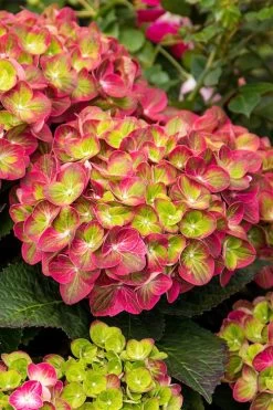 Tilt-A-Swirl Hydrangea - 3 Gallon Pot 14 Tilt-A-Swirl Hydrangea - 3 Gallon Pot -SHRUBS and BUSHES Store hydrangea macrophylla tilt a swirl 7
