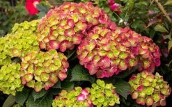 Tilt-A-Swirl Hydrangea - 3 Gallon Pot 16 Tilt-A-Swirl Hydrangea - 3 Gallon Pot -SHRUBS and BUSHES Store hydrangea macrophylla tilt a swirl 8