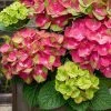 Tilt-A-Swirl Hydrangea - 3 Gallon Pot 1 Tilt-A-Swirl Hydrangea - 3 Gallon Pot -SHRUBS and BUSHES Store hydrangea macrophylla tilt a swirl 9
