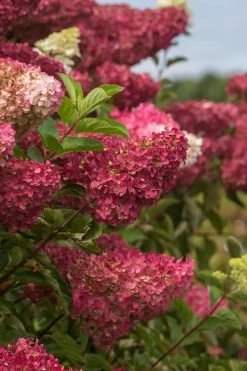 Berry White Panicle Hydrangea - 3 Gallon Pot 18 Berry White Panicle Hydrangea - 3 Gallon Pot -SHRUBS and BUSHES Store hydrangea paniculata berry white 5