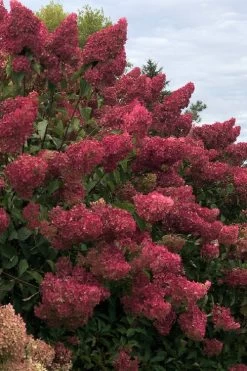 Berry White Panicle Hydrangea - 3 Gallon Pot 19 Berry White Panicle Hydrangea - 3 Gallon Pot -SHRUBS and BUSHES Store hydrangea paniculata berry white 7
