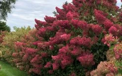 Berry White Panicle Hydrangea - 3 Gallon Pot 17 Berry White Panicle Hydrangea - 3 Gallon Pot -SHRUBS and BUSHES Store hydrangea paniculata berry white 8
