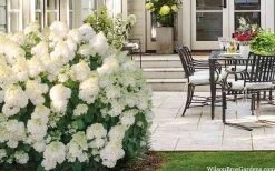 Little Hottie Hydrangea - 2.5 Gallon Pot -SHRUBS and BUSHES Store hydrangea paniculata little hottie 5
