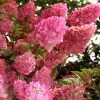 Strawberry Sundae Hydrangea - 1 Gallon Pot -SHRUBS and BUSHES Store hydrangea paniculata strawberry sundae 1 1