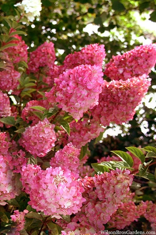 Strawberry Sundae Hydrangea - 1 Gallon Pot 3 Strawberry Sundae Hydrangea - 1 Gallon Pot
