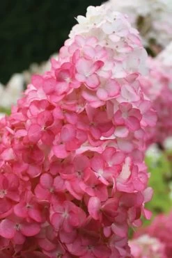 Vanilla Strawberry Hydrangea - 1 Gallon Pot -SHRUBS and BUSHES Store hydrangea paniculata vanilla strawberry 20