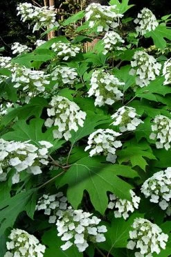 Pee Wee Dwarf Oakleaf Hydrangea - 2 Gallon Pot