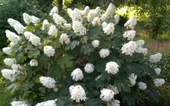 Queen Of Hearts Oakleaf Hydrangea - 3 Gallon Pot -SHRUBS and BUSHES Store hydrangea quercifolia queen of hearts 4
