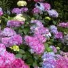Preziosa Multi Color Hydrangea - 1 Gallon Pot 1 Preziosa Multi Color Hydrangea - 1 Gallon Pot -SHRUBS and BUSHES Store hydrangea serrata preziosa 100