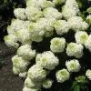 Silver Dollar Hydrangea - 3 Gallon Pot