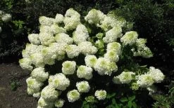 Silver Dollar Hydrangea - 3 Gallon Pot -SHRUBS and BUSHES Store hydrangea silver dollar 2