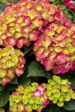 Tilt-A-Swirl Hydrangea - 3 Gallon Pot - SALE 15 Tilt-A-Swirl Hydrangea - 3 Gallon Pot - SALE -SHRUBS and BUSHES Store hydrangea tilt a whirl 500x750 2
