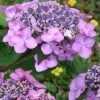 Twist-N-Shout Endless Summer Hydrangea - 3 Gallon Pot 2 Twist-N-Shout Endless Summer Hydrangea - 3 Gallon Pot -SHRUBS and BUSHES Store hydrangea twist n shout 12 1