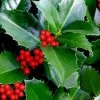 Emily Bruner Pyramidal Holly - 7 Gallon Pot (4-5') 2 Emily Bruner Pyramidal Holly - 7 Gallon Pot (4-5') -SHRUBS and BUSHES Store ilex emily bruner holly tree 102