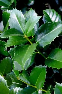 Emily Bruner Pyramidal Holly - 7 Gallon Pot (4-5') -SHRUBS and BUSHES Store ilex emily bruner holly tree 103