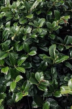 Emily Bruner Pyramidal Holly - 7 Gallon Pot (4-5') -SHRUBS and BUSHES Store ilex emily bruner holly tree 104