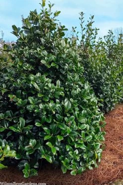 Emily Bruner Pyramidal Holly - 7 Gallon Pot (4-5') -SHRUBS and BUSHES Store ilex emily bruner holly tree 105