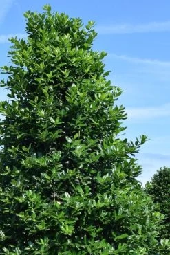 Nellie R. Stevens Holly - 6 Pack Of 1 Gallon Pots 13 Nellie R. Stevens Holly - 6 Pack Of 1 Gallon Pots -SHRUBS and BUSHES Store ilex nellie r stephens holly tree 1 1