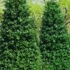 Nellie R. Stevens Holly - 6 Pack Of 1 Gallon Pots 2 Nellie R. Stevens Holly - 6 Pack Of 1 Gallon Pots -SHRUBS and BUSHES Store ilex nellie r stevens holly tree berries tree 13 1