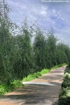 Weeping Yaupon Holly (Ilex Vomitoria 'Pendula') - 7 Gallon Pot (7-8') 12 Weeping Yaupon Holly (Ilex Vomitoria 'Pendula') - 7 Gallon Pot (7-8') -SHRUBS and BUSHES Store ilex vomitoria pendula weeping yaupon holly berries 3