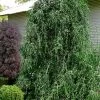 Weeping Yaupon Holly (Ilex Vomitoria 'Pendula') - 7 Gallon Pot (7-8') 2 Weeping Yaupon Holly (Ilex Vomitoria 'Pendula') - 7 Gallon Pot (7-8') -SHRUBS and BUSHES Store ilex vomitoria pendula weeping yaupon holly tree 4