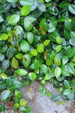 Asian Jasmine (Trachelospermum Asiaticum) - 36 Pack Of 3.5" Pint Pots -SHRUBS and BUSHES Store jasmine asian 10