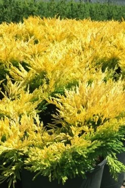 Limeglow Golden Andorra Compact Juniper - 6 Pack Of 1 Gallon Pots -SHRUBS and BUSHES Store juniper horizontalis lime glow 22