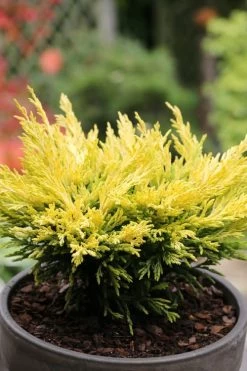Limeglow Golden Andorra Compact Juniper - 6 Pack Of 1 Gallon Pots -SHRUBS and BUSHES Store juniper horizontalis lime glow 23