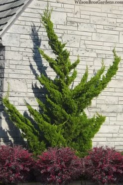 Hollywood Torulosa Juniper - 7 Gallon Pot (4-5')