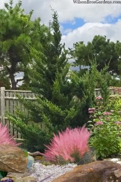 Hollywood Torulosa Juniper - 7 Gallon Pot (4-5') -SHRUBS and BUSHES Store juniperus chinensis torulosa hollywood 101