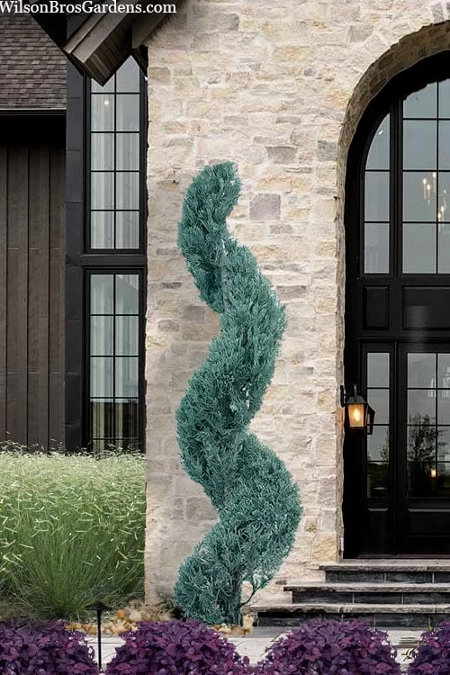 Spiral 'Witchita Blue' Juniper Topiary - 5 Gallon Pot 3 Spiral 'Witchita Blue' Juniper Topiary - 5 Gallon Pot