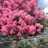 Sioux Pink Crape Myrtle Tree (Single Trunk) - 5 Gallon Pot -SHRUBS and BUSHES Store lagerstroemia indica sioux crape myrtle standard single trunk 1
