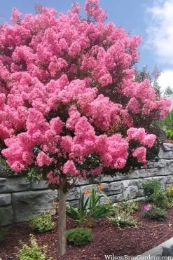 Sioux Pink Crape Myrtle Tree (Single Trunk) - 5 Gallon Pot