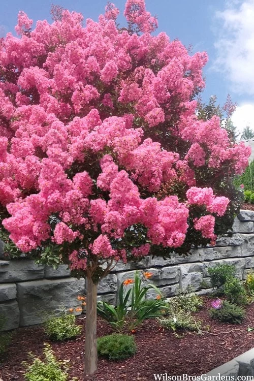 Sioux Pink Crape Myrtle Tree (Single Trunk) - 5 Gallon Pot 3 Sioux Pink Crape Myrtle Tree (Single Trunk) - 5 Gallon Pot