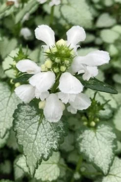 White Nancy Lamium - 5 Pack Of Pint Pots -SHRUBS and BUSHES Store lamium maculatam white nancy spotted dead nettle 100