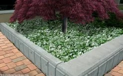 Purple Dragon Lamium - 6 Pack Of Pint Pots -SHRUBS and BUSHES Store lamium maculatam white nancy spotted dead nettle 105 1